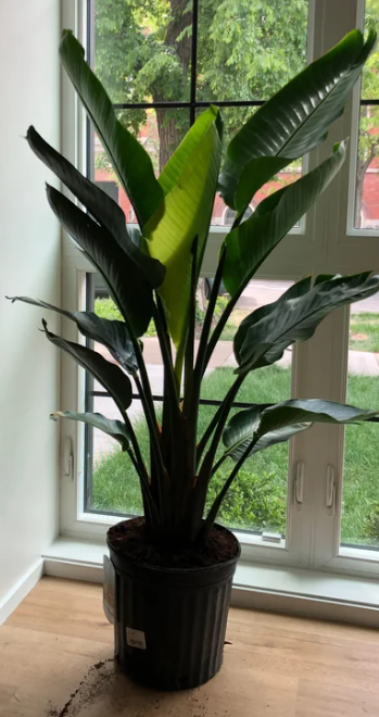 7' FAUX BIRD OF PARADISE